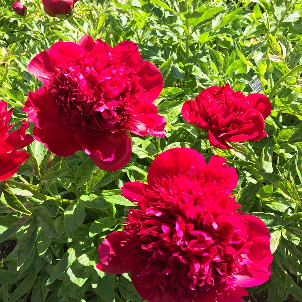 Meet your Posher, Julie